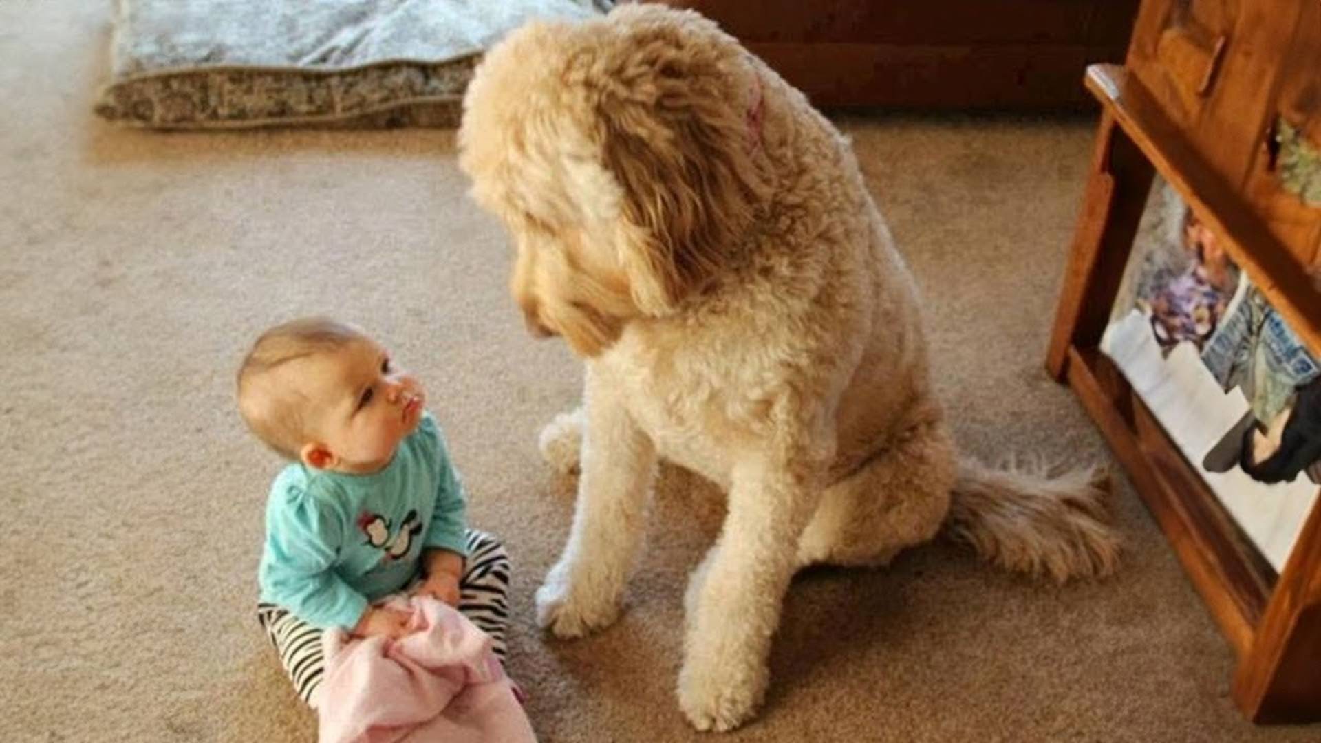 Когда мы учим друг друга взрослеть ❤️ Милые моменты Собака и Человек