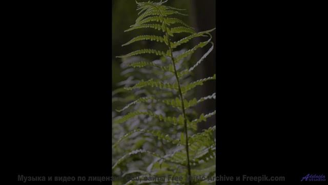 Зелень и облака танцуют вместе с этим невероятным звуком - Teardrop Glow -- Ranch House -- The Ranch