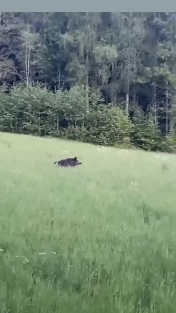 ЛОСЬ АТАКУЕТ КАБАНА! ЭТО НАДО ВИДЕТЬ!)