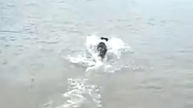 DSCN0993 xvid