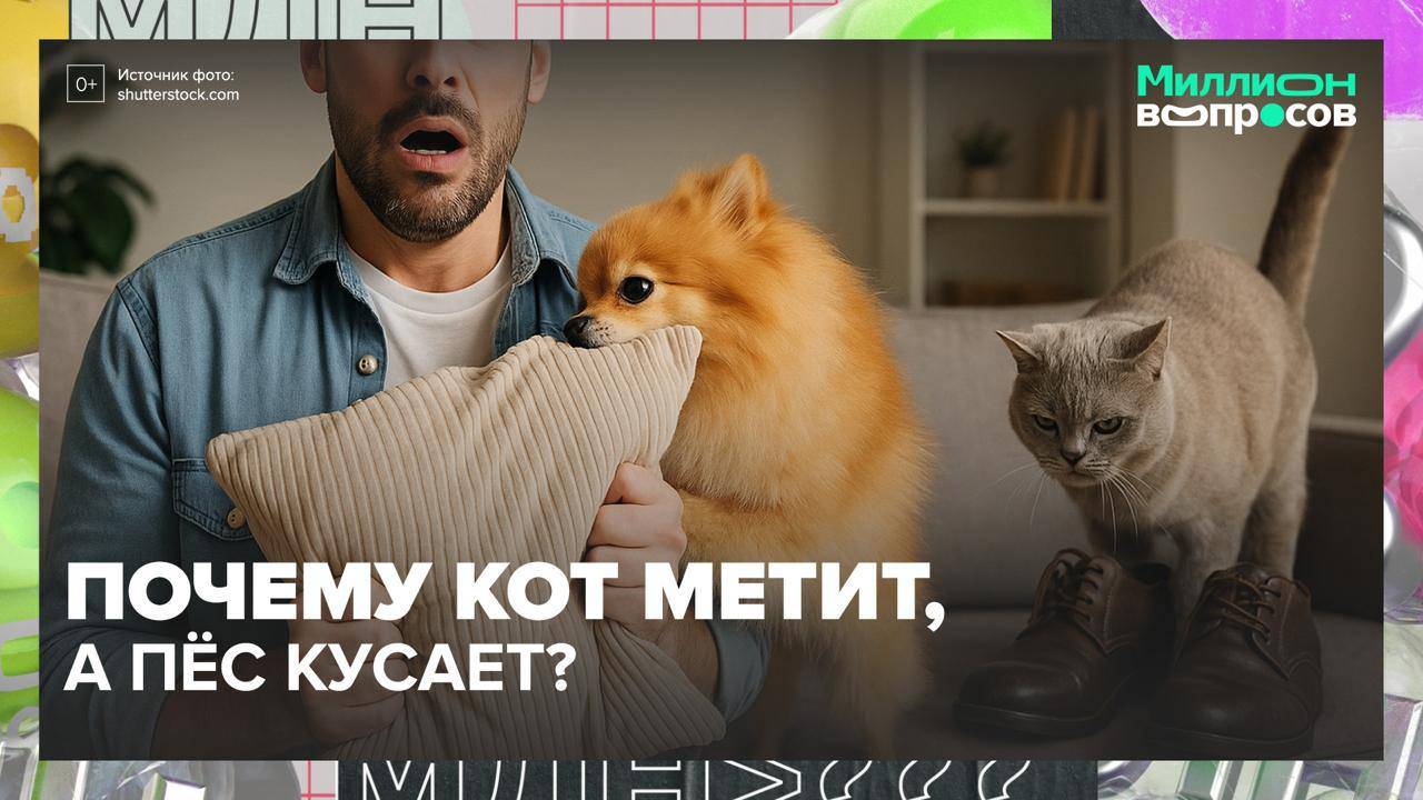 Почему кошка царапает диван, а собака боится громких звуков?