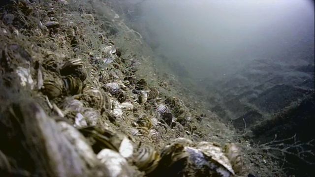 1000045110.mp4Волна гл.5м.21.06.2025г.