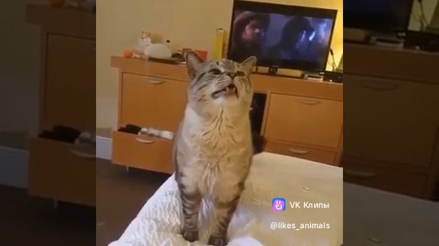 я когда пытаюсь тихонько чихнуть🤣🤣🤣🤣