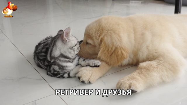 Золотистый ретривер и его друзья милые питомцы 🐕 выпуск (116)