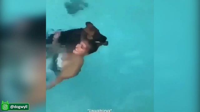 Смешные видео с собаками, Которые Заставят Вас Рассмеяться - Милые и Забавные щенки