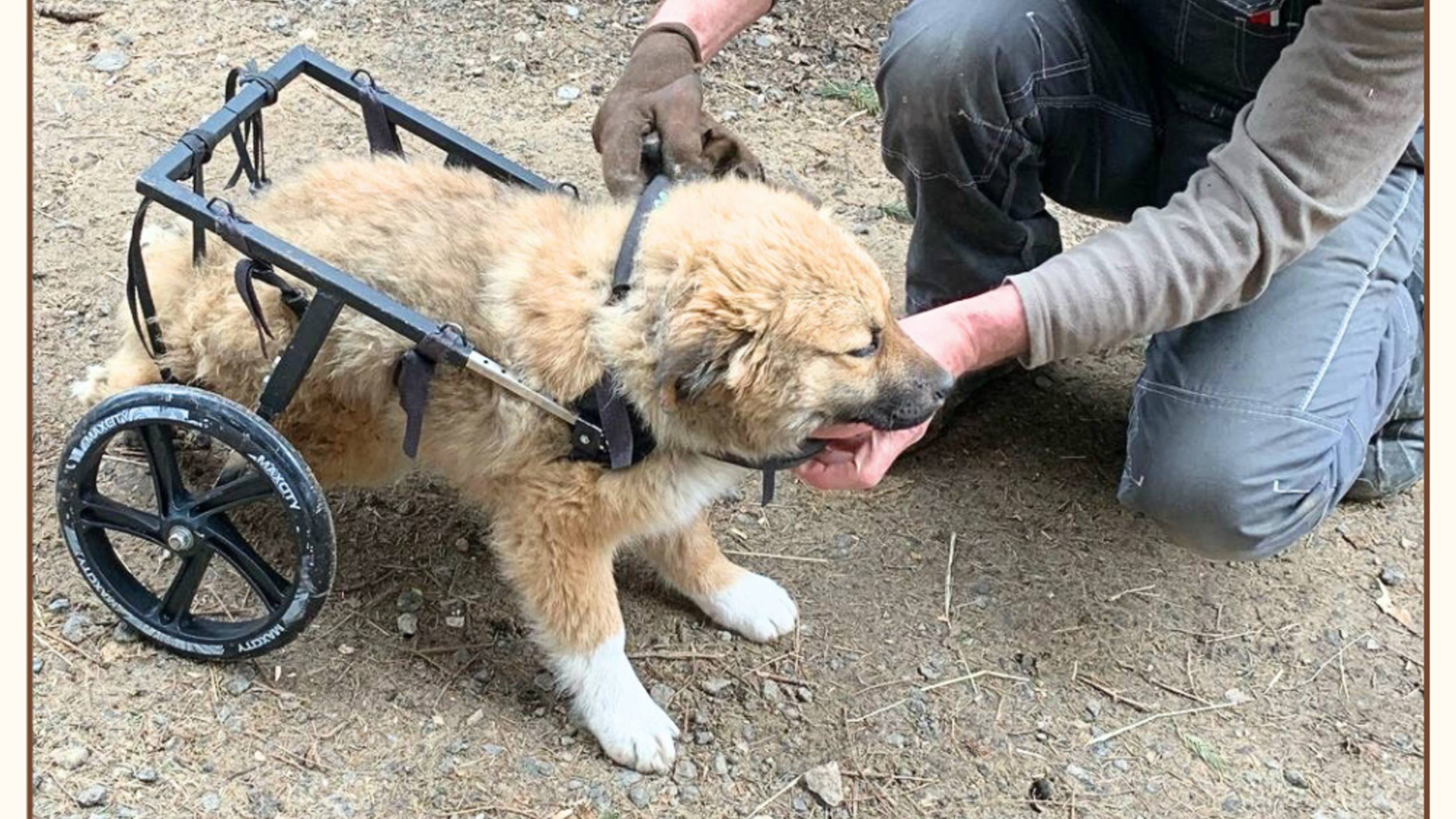 💛 Спасти шаг за шагом: 
сбор на вторую операцию 
и реабилитацию Марты 🐾