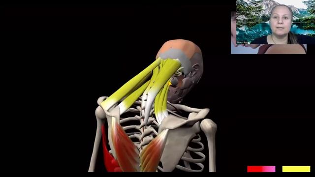 Мышца выпрямляющая позвоночник и растяжка. Обзор упражнений в 3D. - Pro Fitness Education (720p, h26