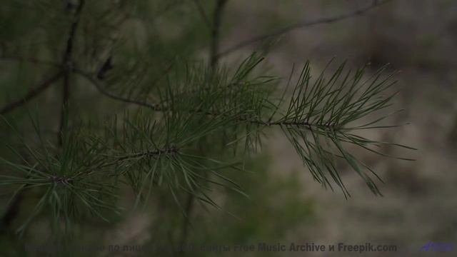 Душа замирает, когда музыка льётся на фоне лесов - Cest La Vie -- Duncan Reid and the Big Heads -- L