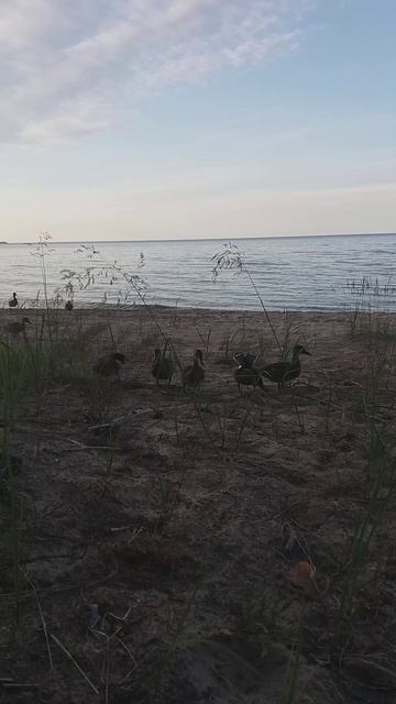 Sunset Ducks ©20230729