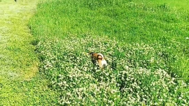 Джесси 🐶🍀