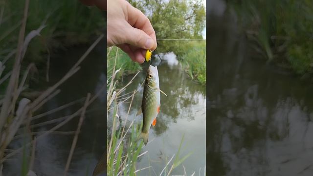 голавли на ультралайт в плохую погоду