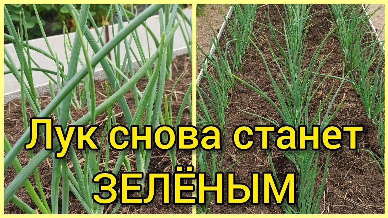 Полила и свой лук просто не узнала! Из ЖЕЛТОГО в ЗЕЛЕНЫЙ после этой подкормки за 1 день!