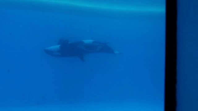 Loro Parque_ ORCA BABY TENO explores Orca Ocean 😍 _ zoos.media