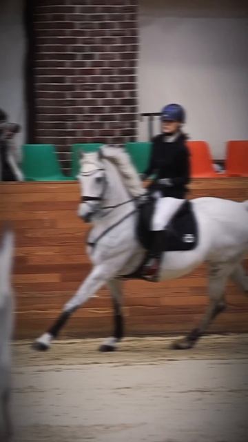 тг: они killкенни! #horse #спорт #лошади #конныйспорт #equestrian #соревнования #fup