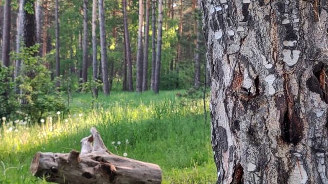 Лето в Новосибирске
