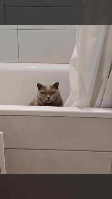 Смешные котики 🐈⬛