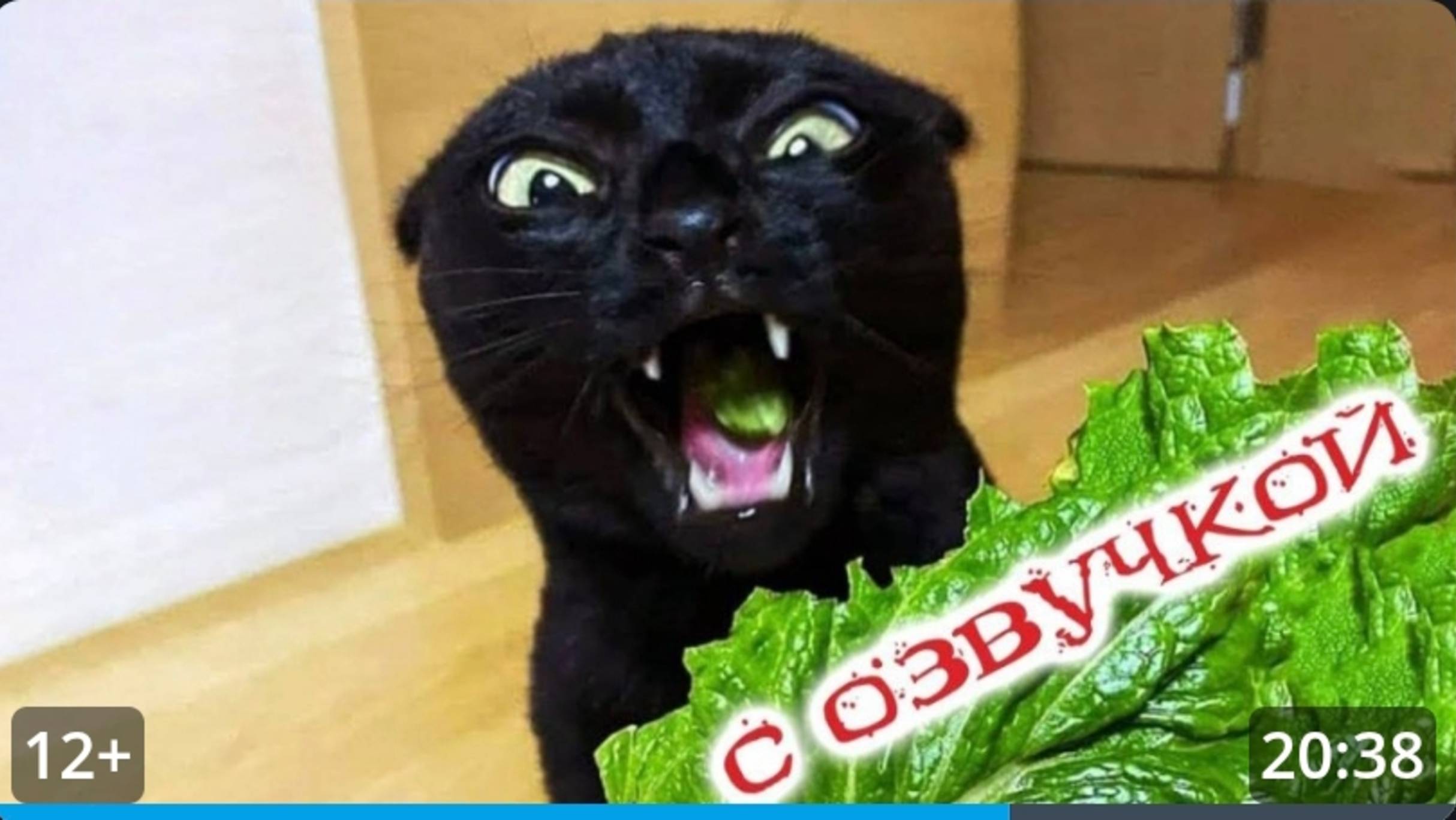 Смешные животные 2025!