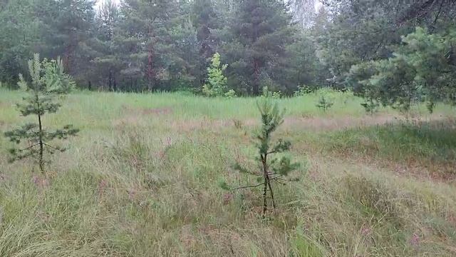 Маленький лесок под дождем