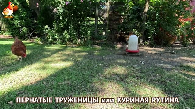 Куры несушки свободного выгула и их обычная куриная рутина – эпизод (473)