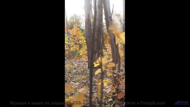 Когда музыка звучит так же чисто, как первый снег! - Gravity (Old Ghost) -- Renata Zeiguer -- Live a