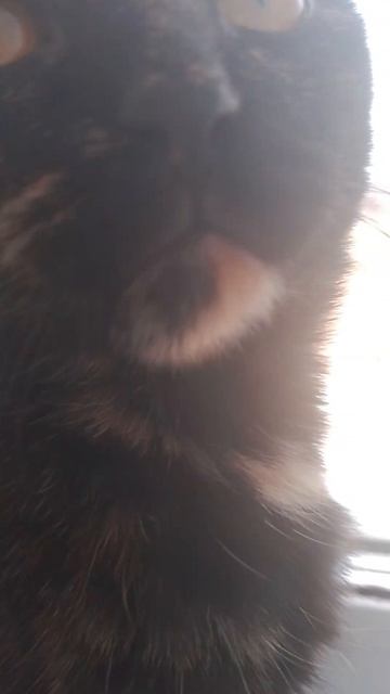 Муся мой котик девочка😻