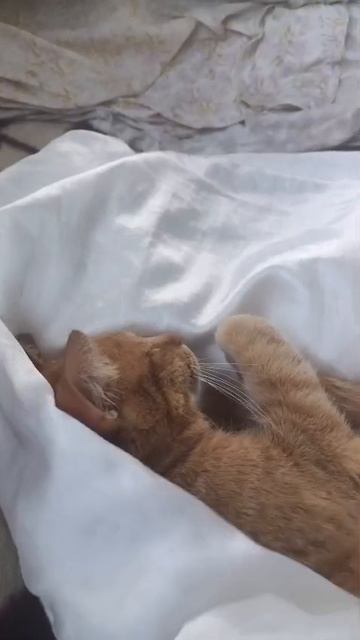 Как развернуть кота