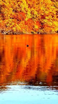 Зафиксированные чудеса