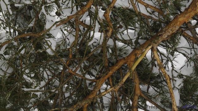 Мелодия шепчет, как звучит настоящее спокойствие - Little Bear - long (ID 780) -- Lobo Loco -- Round