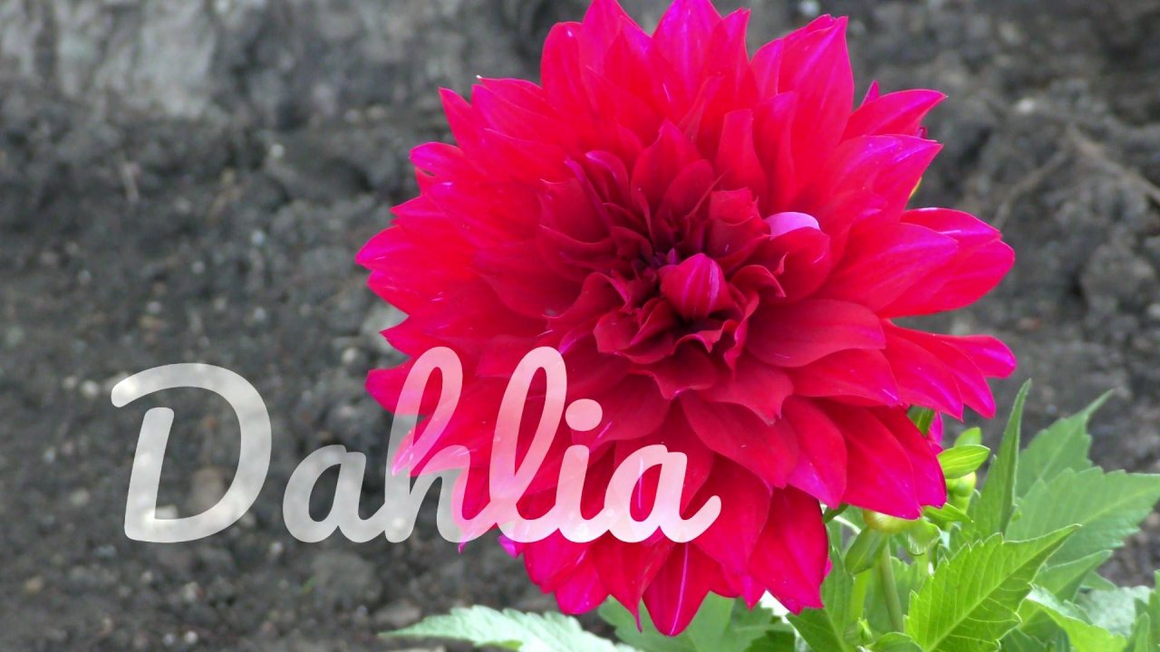 Dahlia