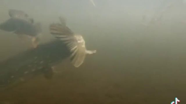 1000012488.mp4