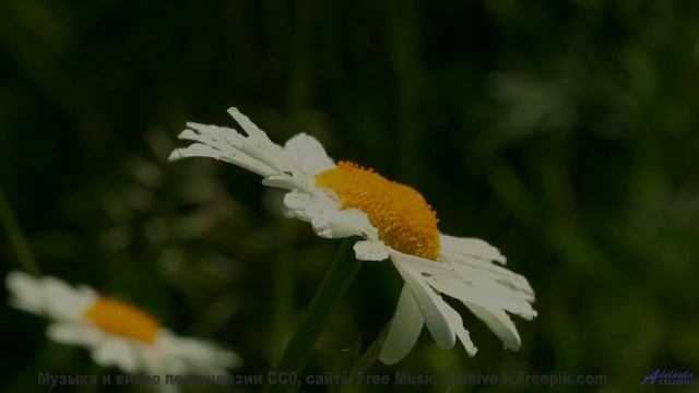 Звуки, которые превратят вас в сверхчеловека - проверьте! - Puppy Love -- HoliznaCC0 -- Lo-fi And Ch