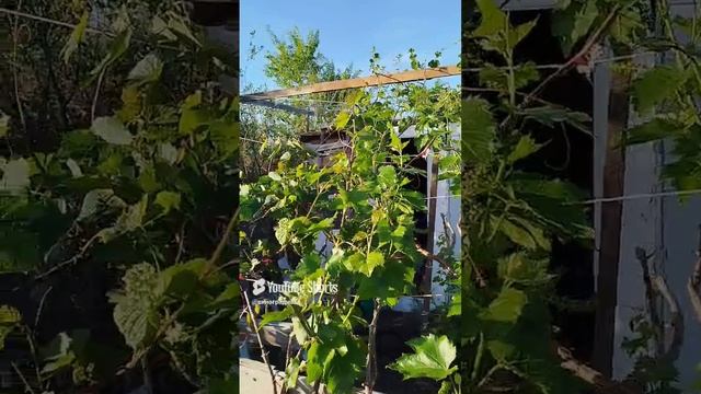 Зацвёл виноград Ла Креснт 29.05.2025г.