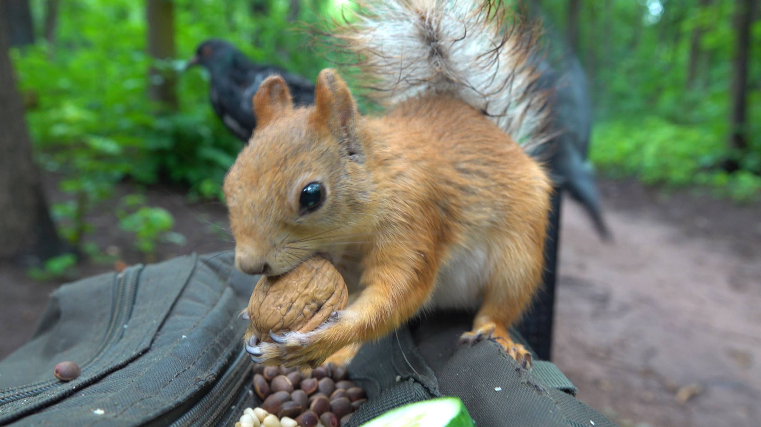 Прибежала Толстая. Оригинал