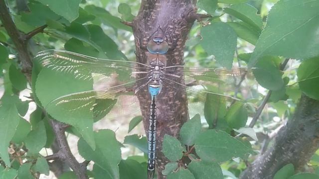 VID_20250621_142629.mp4
