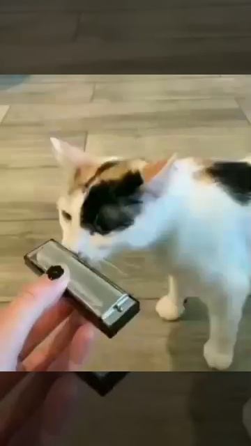 Кот играет на гармошке