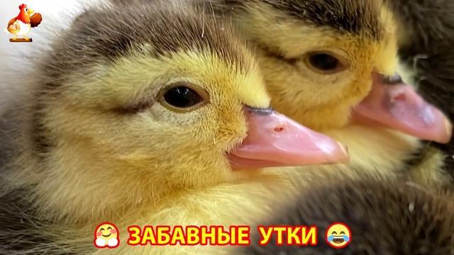 Забавные утки мускусные и пекинские на свободном выгуле ч.(79) ❣️🤗😂