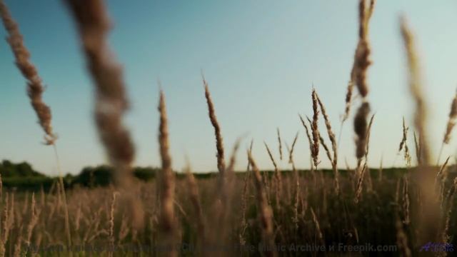 Звуки, которые могут заряжать ваш телефон - тест! - Hello Beloved -- Ayla Nereo -- Beheld
