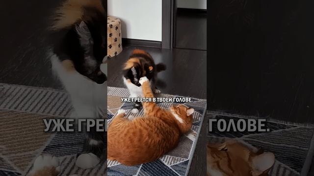 Как понять, что ты настоящий кошатник? #кот #котик #кошатник #кошка