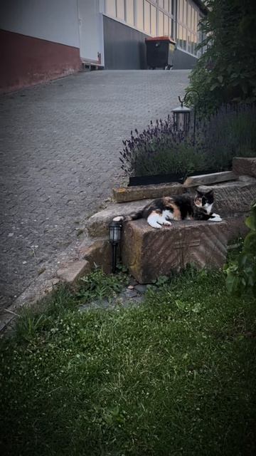 Баловство котофея