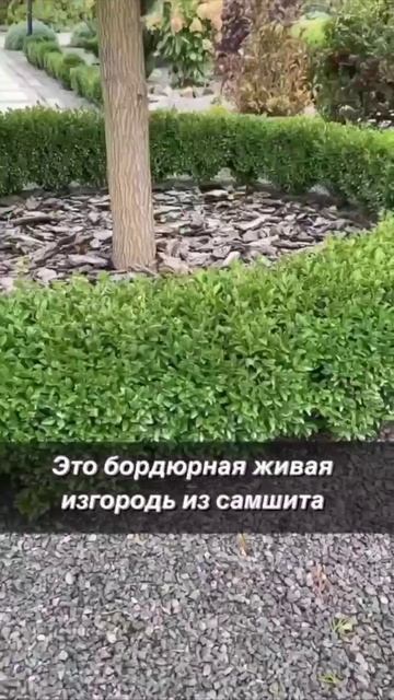 Центральное дерево для сада