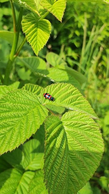 Жук пестряк пчелиный, или пчеложук обыкновенный (Trichodes apiarius)