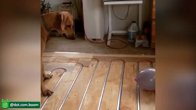 Самые смешные видео с кошками и собаками на свете
