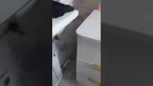 VID-20250621-WA0044.mp4