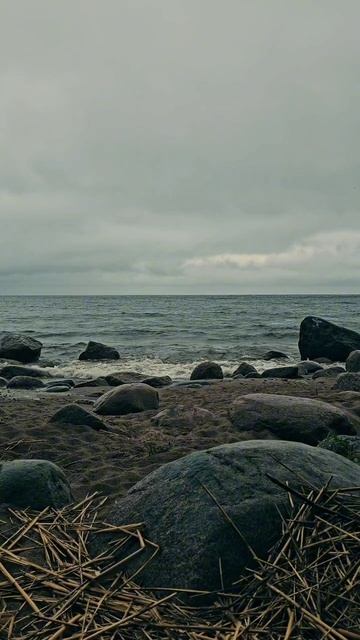 Море и лес