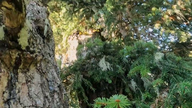 Подъем на пихту "Бабуля" (49 м) @дендрологическая экспедиция TreeWalkers, 22.09.2023