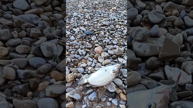 Первый в этом году утренний карась (ласкирь). Чёрное море, Западный Крым