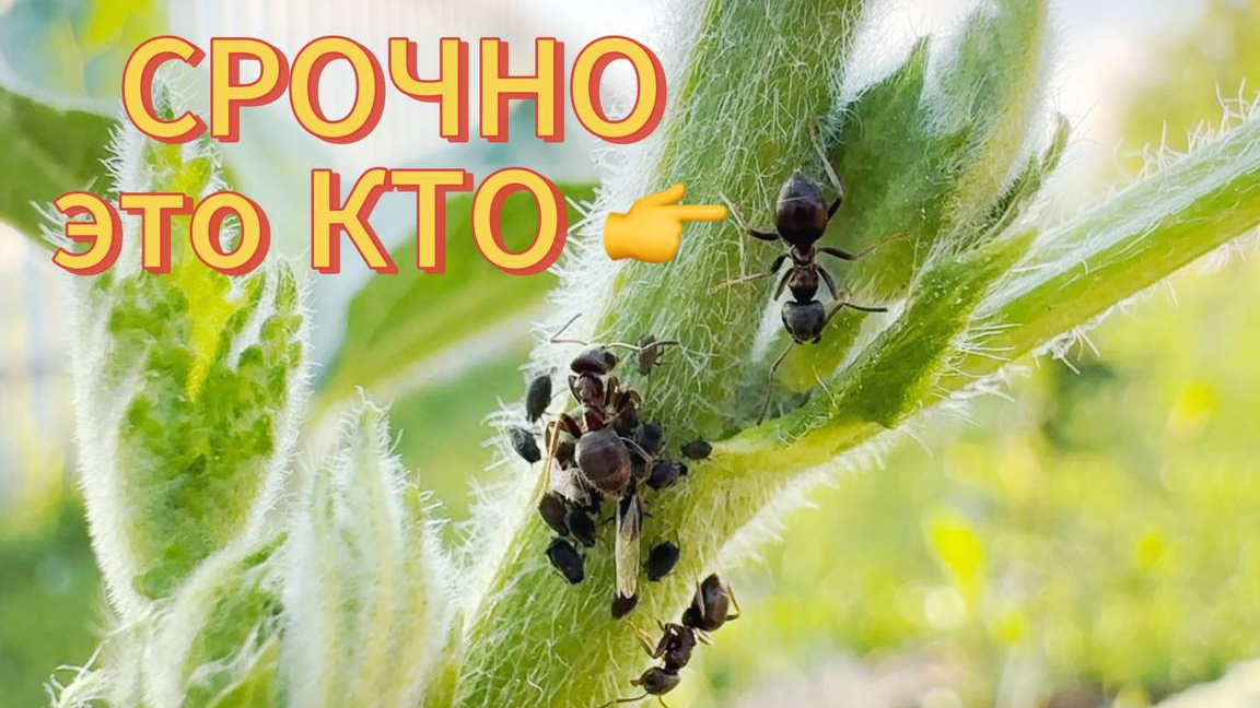 НАПАЛИ насекомые!!! Нужен совет, как избавиться от ТЛИ ?