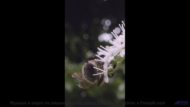 Эта музыка в сочетании с природой сведёт с ума - Use It -- Baners -- Tanquillity and Trepidation