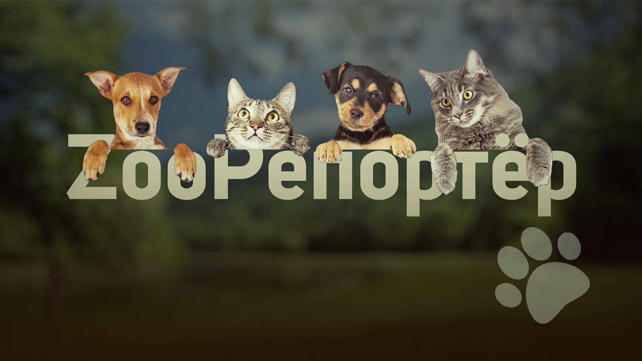 ZooРепортёр (21.06.2025)
