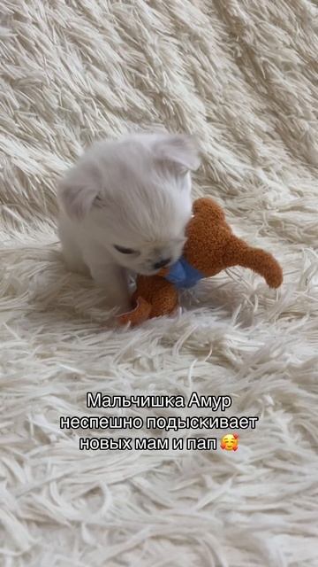 Мальчик чихуахуа Амур свободный ❤️